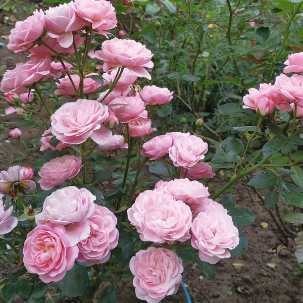 Роза флорибунда: описание, лучшие сорта и 59 вдохновляющих фото